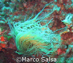 Portofino. Secca Carega. Anemone. by Marco Salsa 
